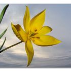 Wilde Tulpe (Tulipa sylvestris)