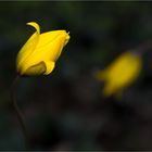 Wilde Tulpe (Tulipa sylvestris)