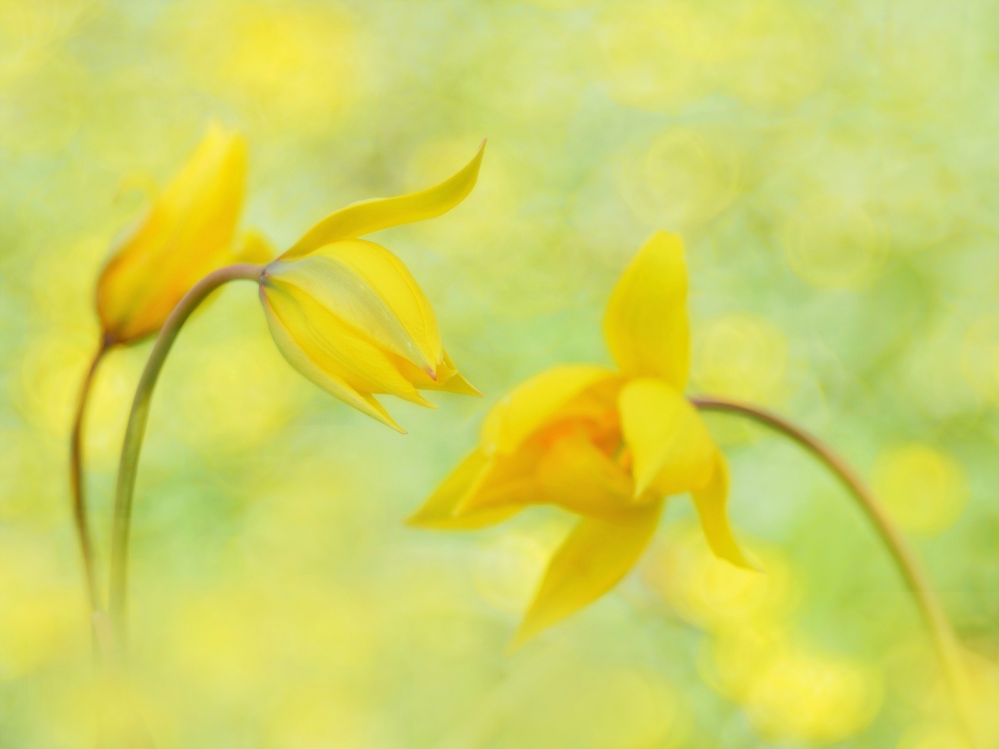 Wilde Tulpe - Tulipa sylvestris 