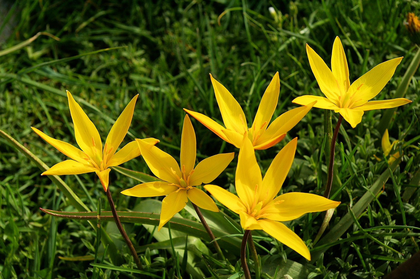 Wilde Tulpe (Tulipa sylvestris)