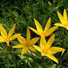 Wilde Tulpe (Tulipa sylvestris)