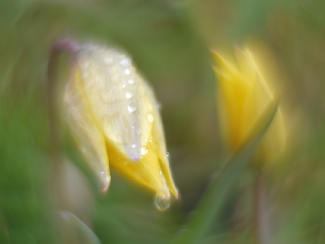 Wilde Tulpe (Tulipa sylvestris)