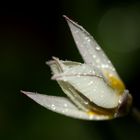 ~ Wilde Tulpe ( Tulipa sylvestris ) ~