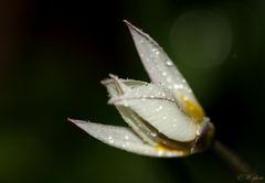 ~ Wilde Tulpe ( Tulipa sylvestris ) ~