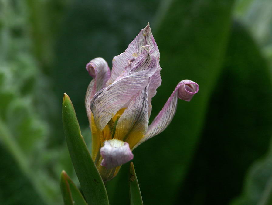 Wilde Tulpe welkend ..