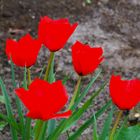 Wilde Tulpe_3