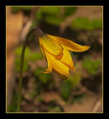 Wilde-Tulpen