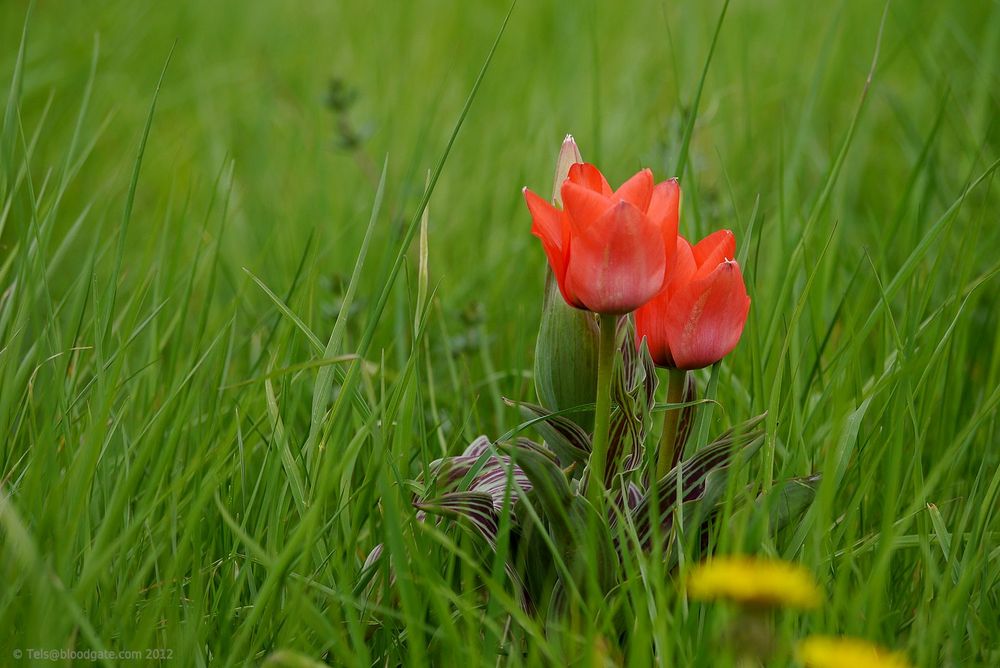 Wilde Tulpen