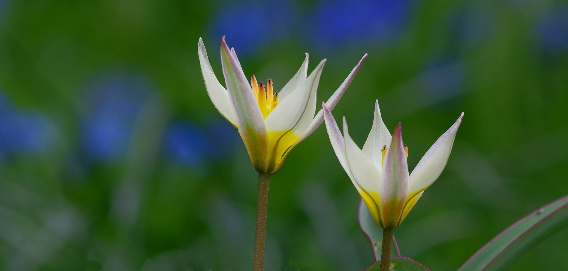 wilde Tulpen