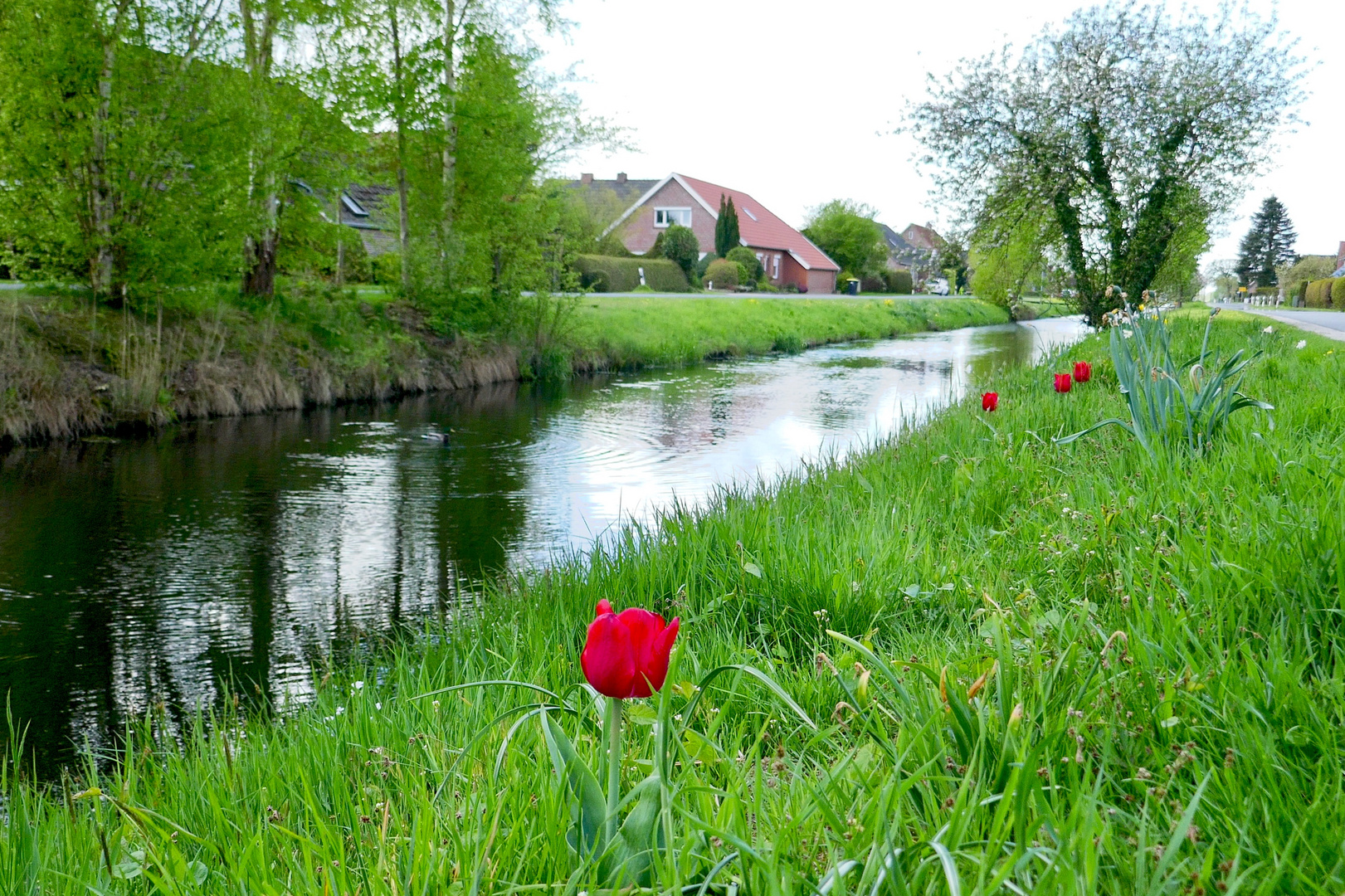 Wilde Tulpen