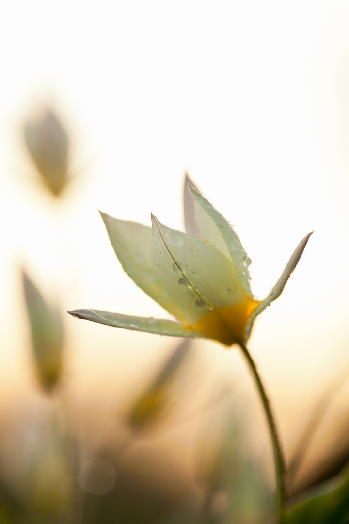 Wilde Tulpen