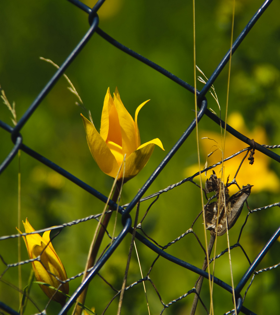 Wilde Tulpen