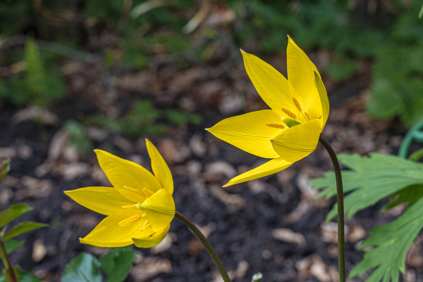 Wilde Tulpen