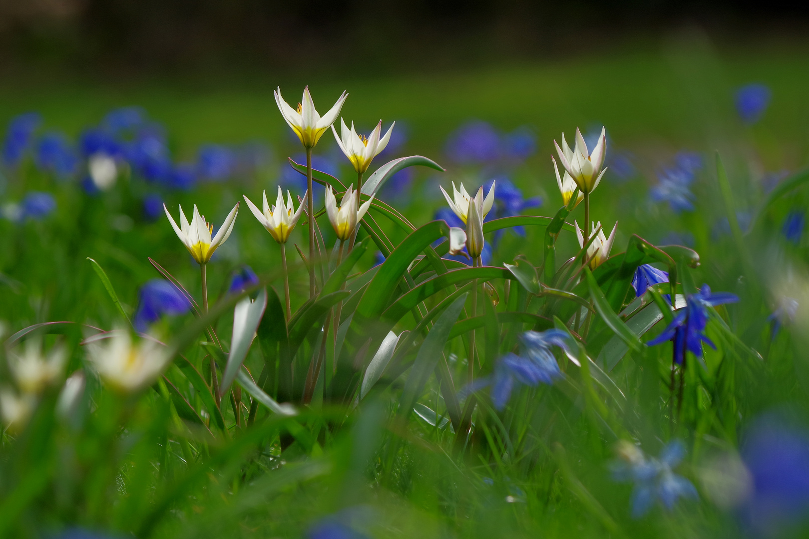 wilde Tulpen