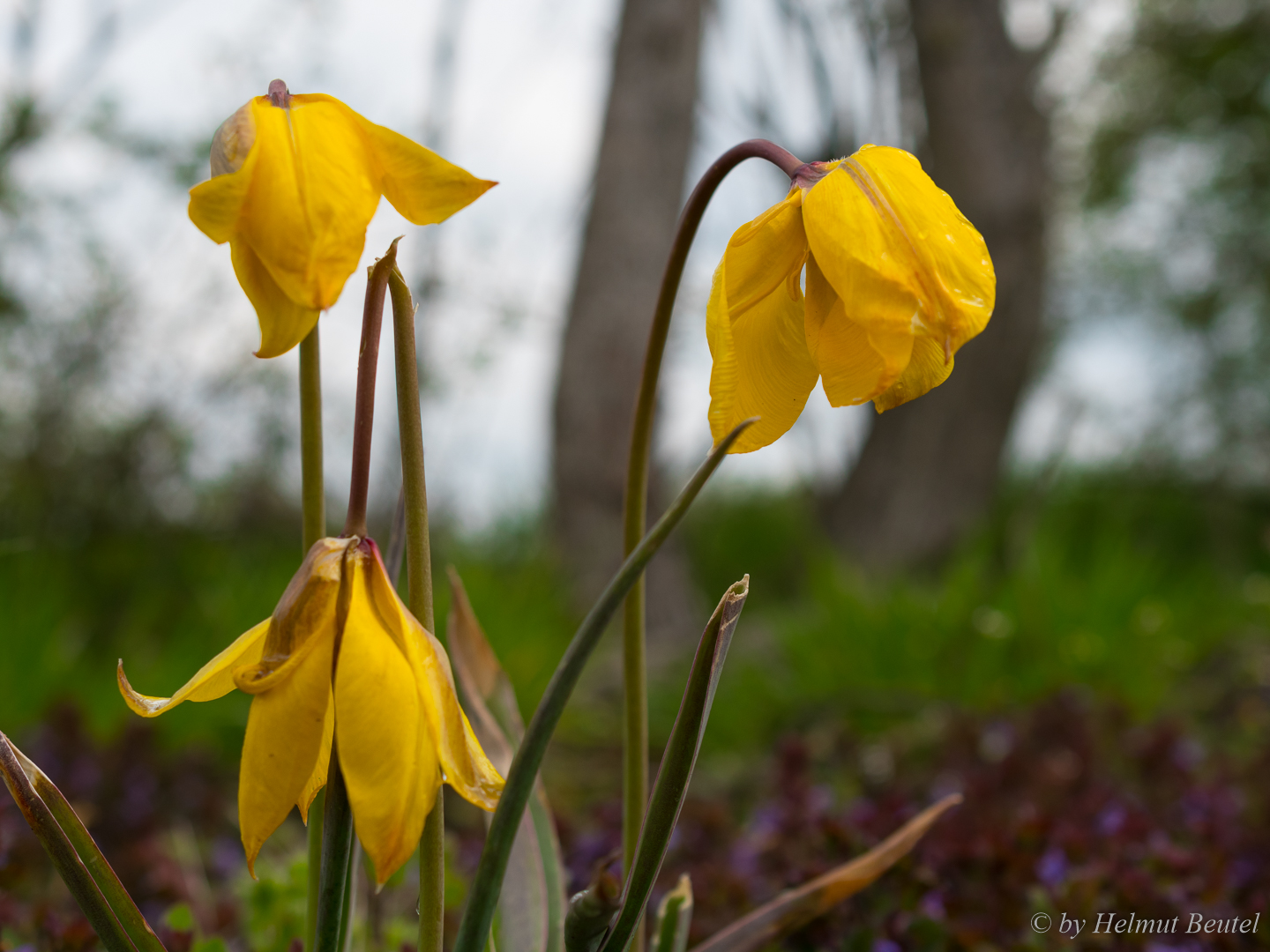 Wilde Tulpen