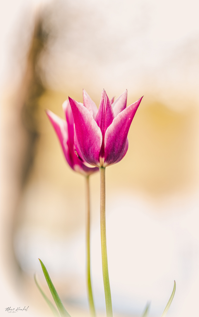 Wilde Tulpen