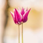 Wilde Tulpen