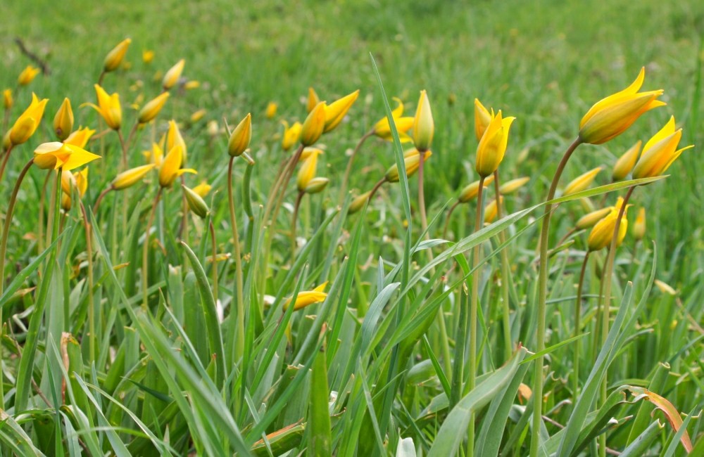 Wilde Tulpen