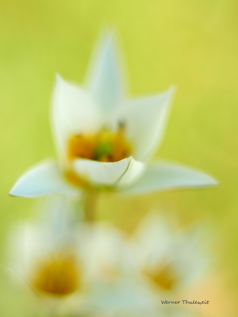 Wilde Tulpen