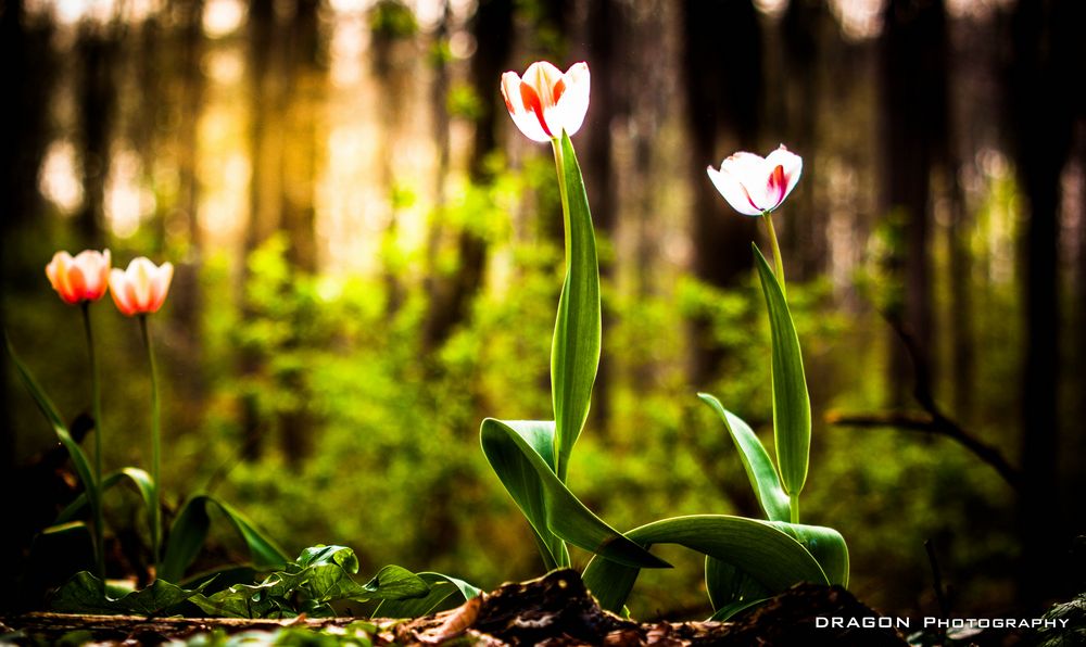 Wilde Tulpen im Kölner Grüngürtel