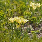 Wilde Tulpen im Park – aber welche?