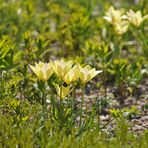 Wilde Tulpen im Park – aber welche?