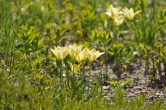 Wilde Tulpen im Park – aber welche?
