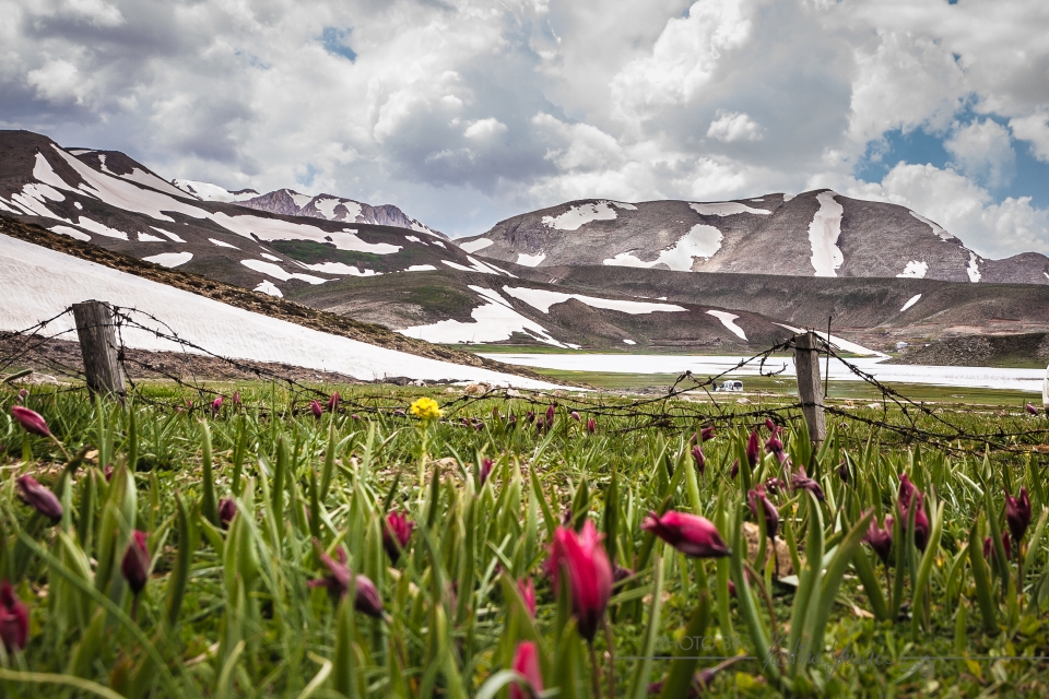 Wilde Tulpen im Taurus 