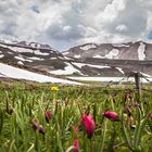 Wilde Tulpen im Taurus 