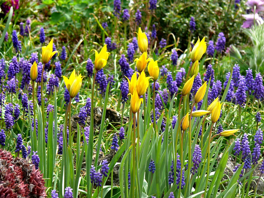 Wilde Tulpen in Begleitung von Traubenhyazinthen