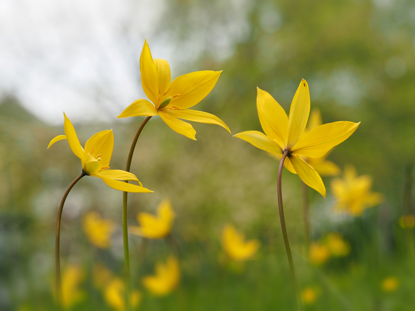 Wilde-Tulpen-Reigen