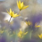 Wilde Tulpen (Tulipa sylvestris) ....