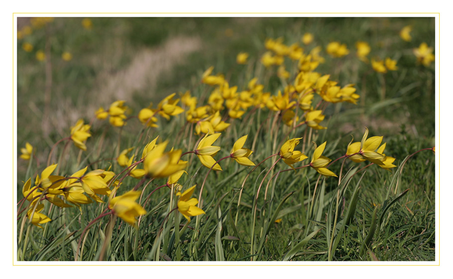 wilde Tulpen wiegen sich im Wind...