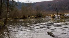 Wilde Uferlanschaft am Almsee 1