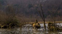 Wilde Uferlanschaft am Almsee 2