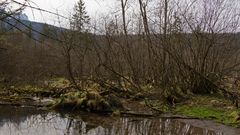 Wilde Uferlanschaft am Almsee 3