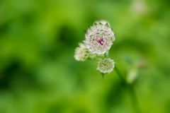 Wilde unbekannte (Sterndolde)