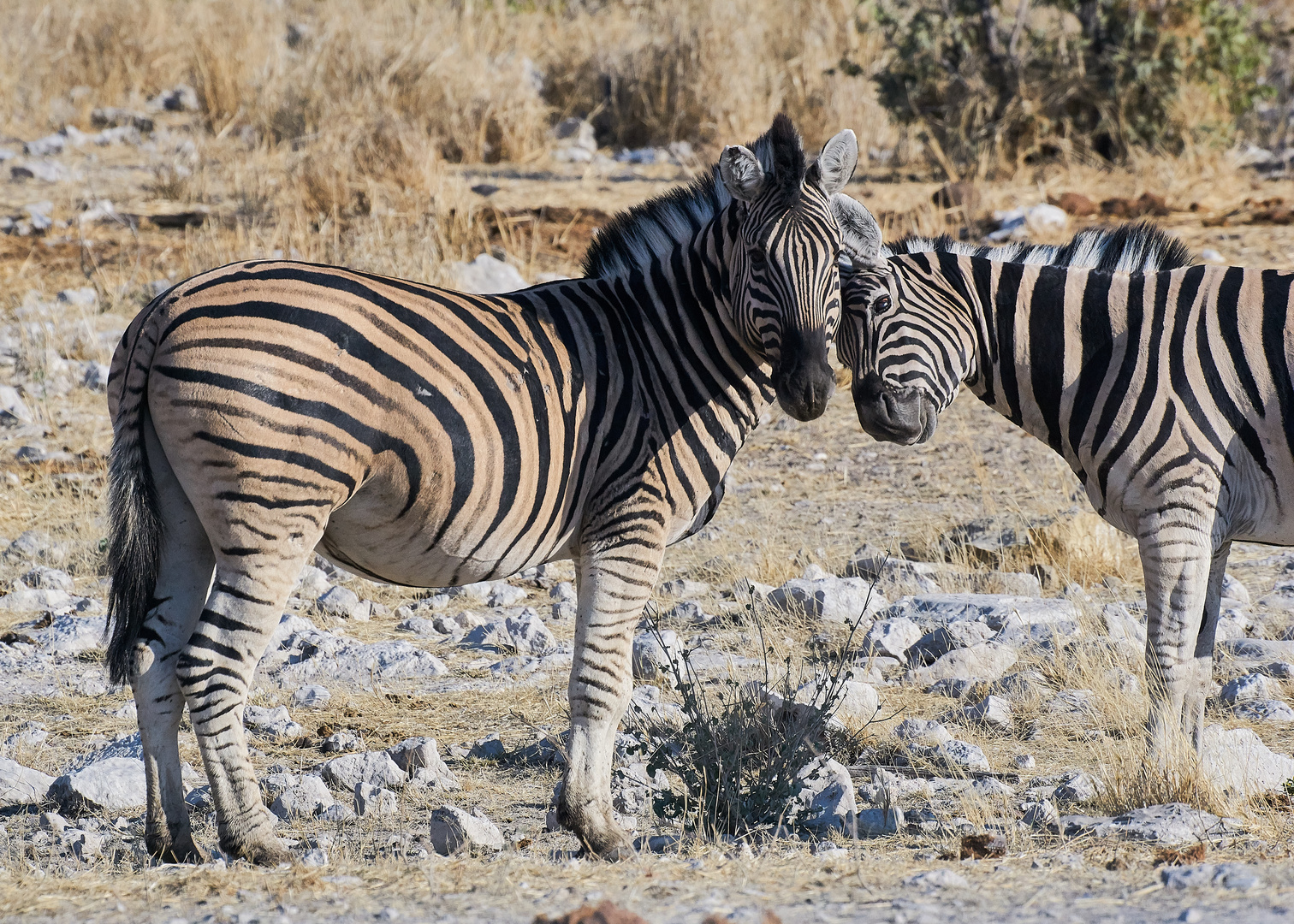 Wilde, ungezähmte Zebras 