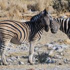 Wilde, ungezähmte Zebras 