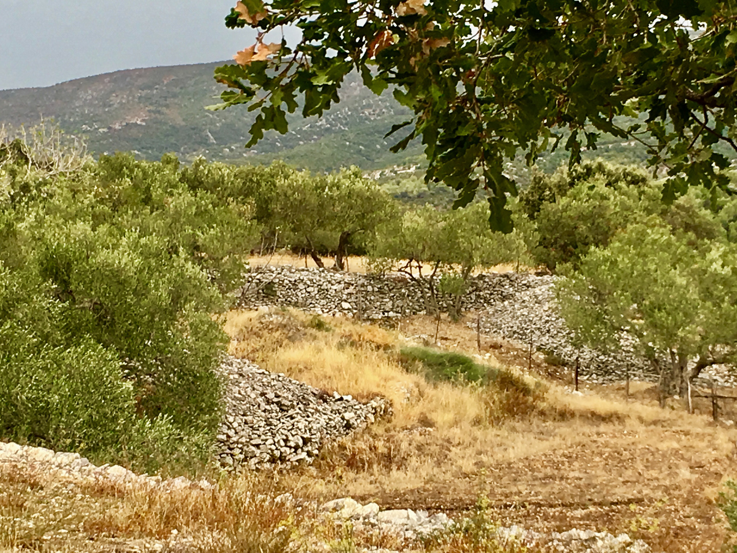 Wilde urwüchsige  Landschaft