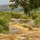 Wilde urwüchsige  Landschaft