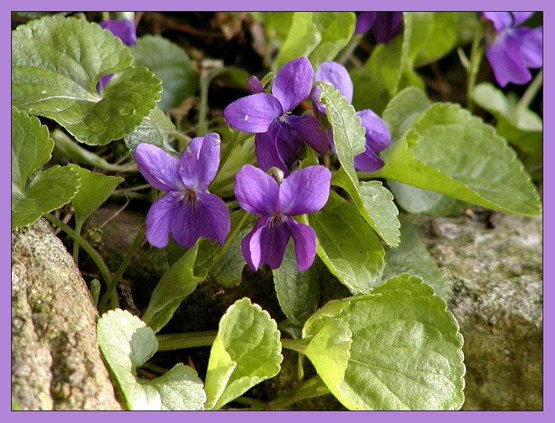 Wilde Veilchen Foto & Bild pflanzen, pilze & flechten, blüten