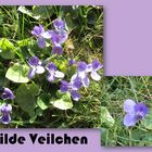 Wilde Veilchen