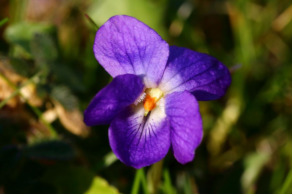 Wilde Veilchen im Rasen Foto & Bild pflanzen, pilze & flechten