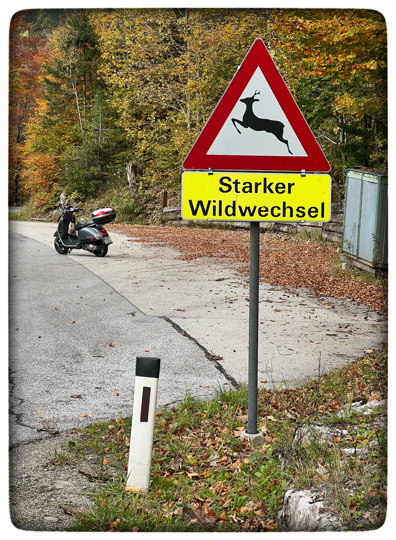 wilde Vespa unterwgs !