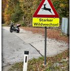 wilde Vespa unterwgs !