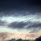 Wilde Vögel im wilden Himmel