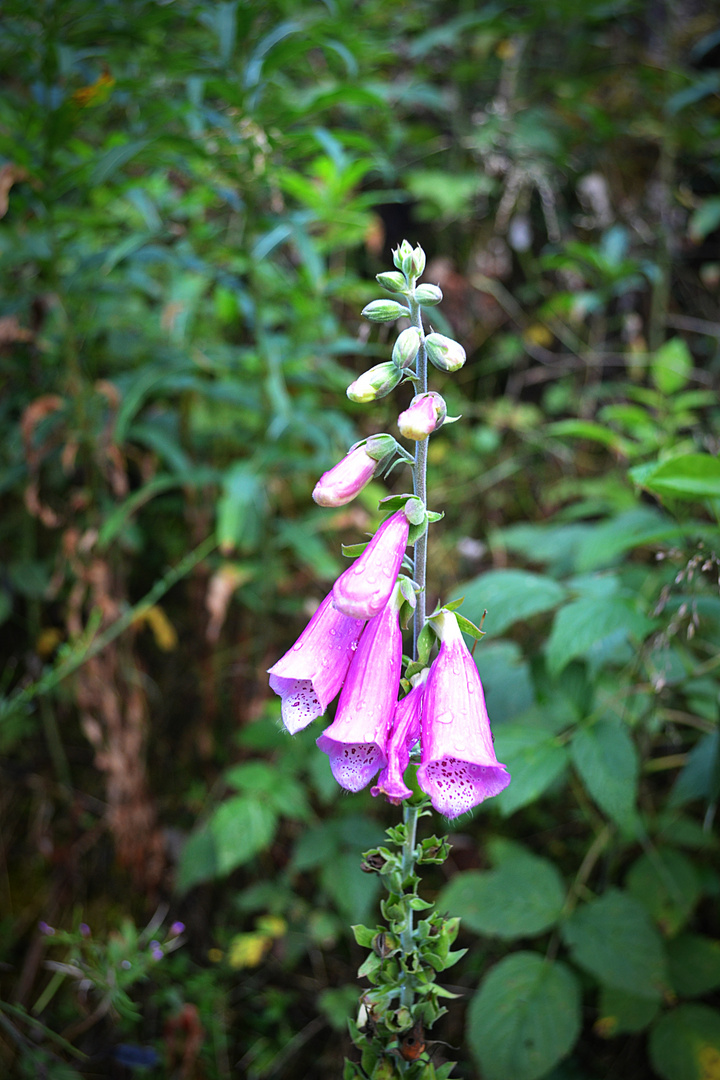  Wilde Waldschönheit   ***  Fingerhut ( Digitalis) *** 