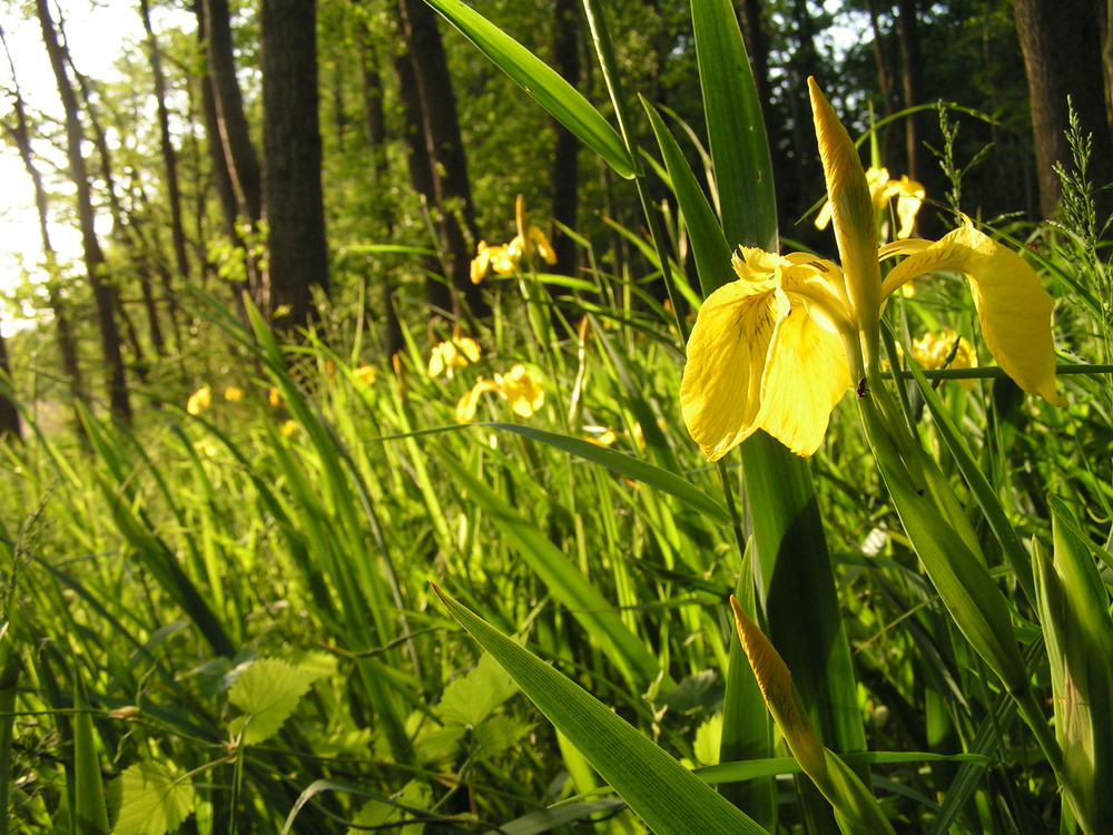 wilde Wasserlilien