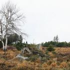 "Wilde Weide" am Schliffkopf